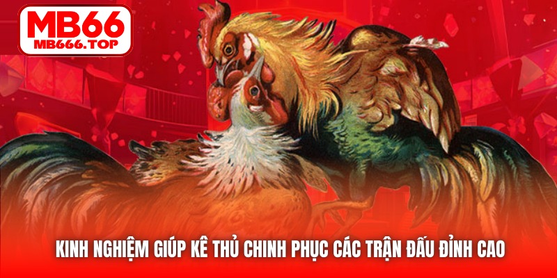 Kinh nghiệm giúp kê thủ chinh phục các trận đấu đỉnh cao