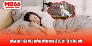 Nằm Mơ Thấy Mèo Trắng Đánh Con Gì Để Bỏ Túi Tiền Thưởng?